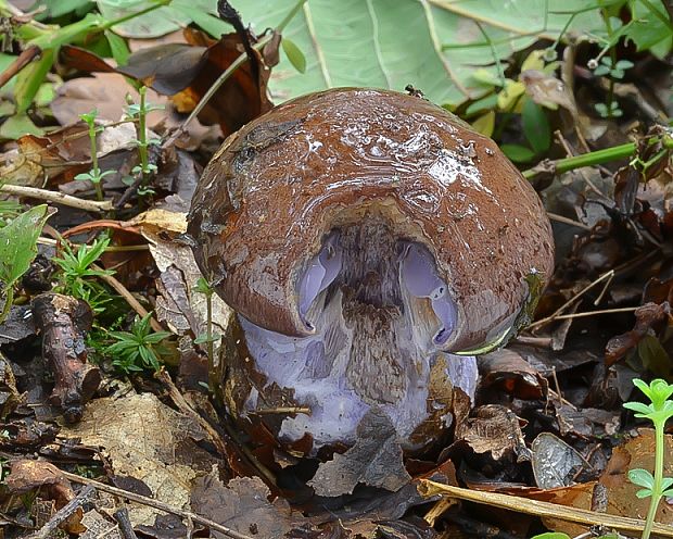 pavučinovec Cortinarius sp.