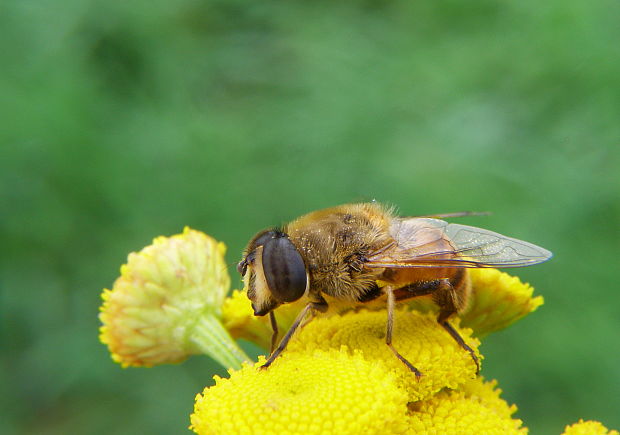 trúdovka obyčajná Eristalis tenax Syrphidae, samec