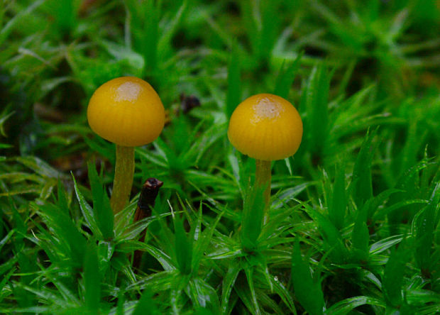 kapucňovka Galerina sp.