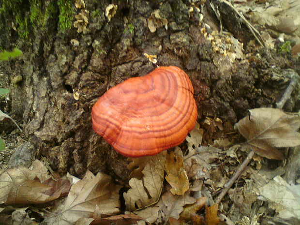 lesklokôrovka obyčajná Ganoderma lucidum (Curtis) P. Karst.