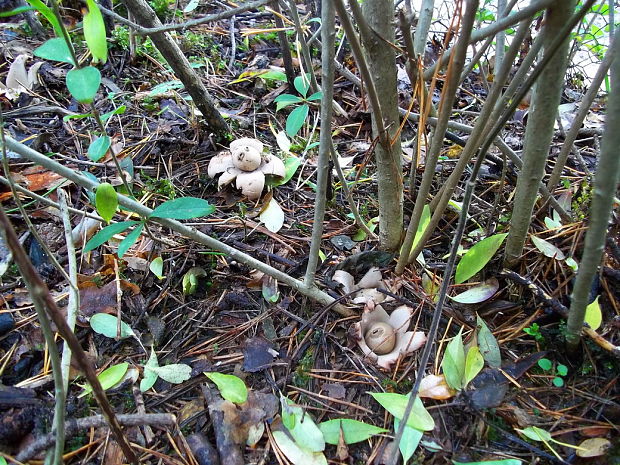 hviezdovka trojitá Geastrum triplex Jungh.