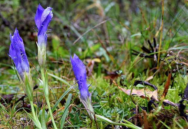 pahorec brvitý Gentianopsis ciliata (L.) Ma