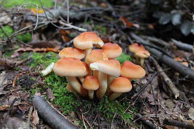 strapcovka tehlovočervená Hypholoma lateritium (Schaeff.) P. Kumm.