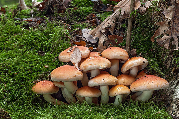 strapcovka tehlovočervená Hypholoma lateritium (Schaeff.) P. Kumm.