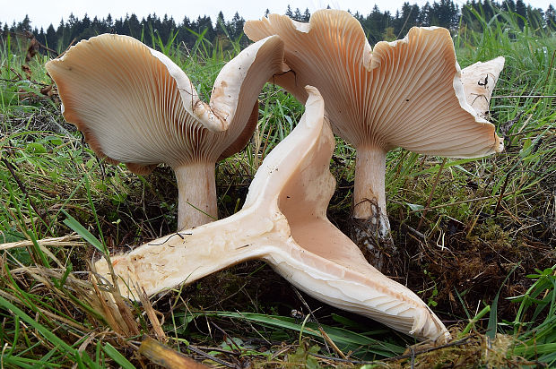 čechratec obrovský Leucopaxillus giganteus (Sowerby) Singer