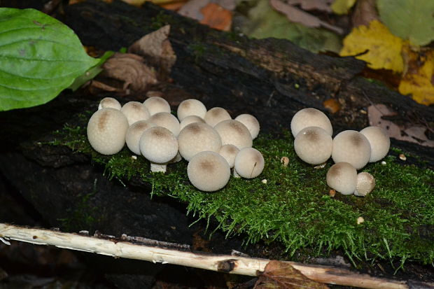 prášnica hruškovitá Lycoperdon pyriforme var. acuminatum (Bosc) F. Šmarda