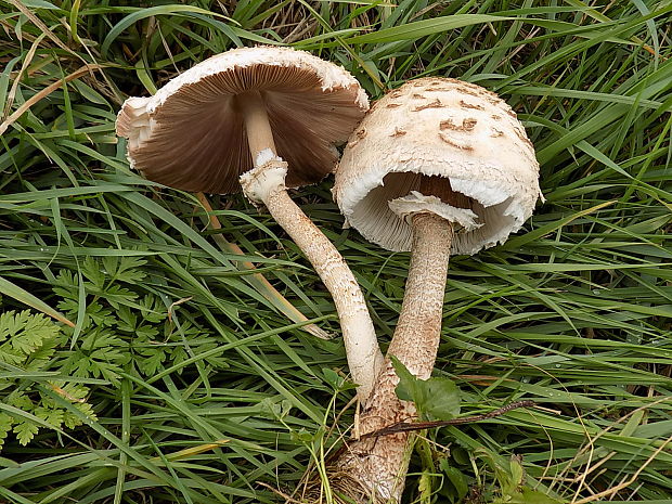 bedľa vysoká Macrolepiota procera (Scop.) Singer