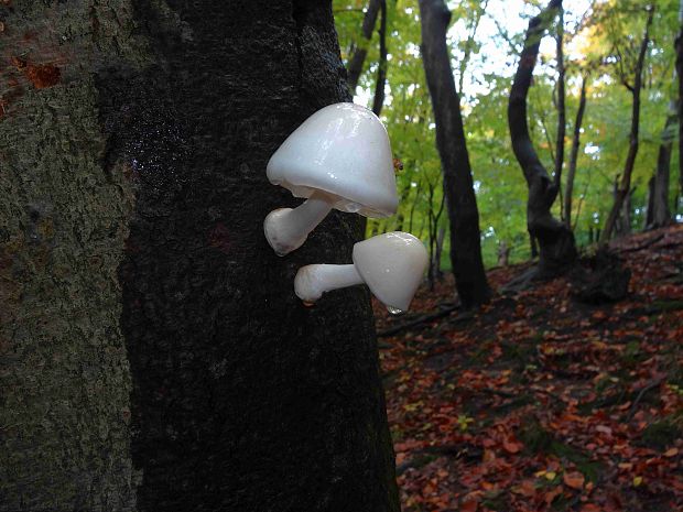 sliznačka obyčajná Mucidula mucida (Schrad.) Pat.