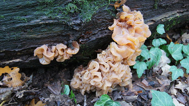 rôsolovka lupeňovitá Phaeotremella foliacea (Pers.) Wedin, J.C. Zamora & Millanes