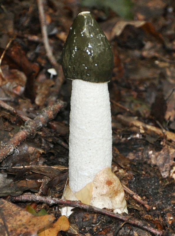 hadovka smradľavá Phallus impudicus L.