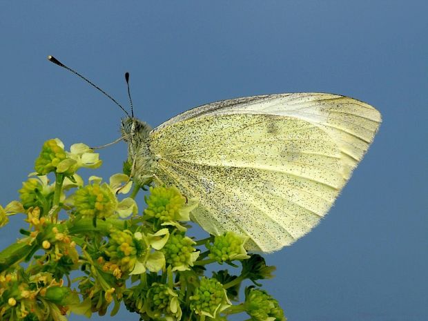 mlynárik repový (sk) / bělásek řepový (cz) Pieris rapae Linnaeus, 1758