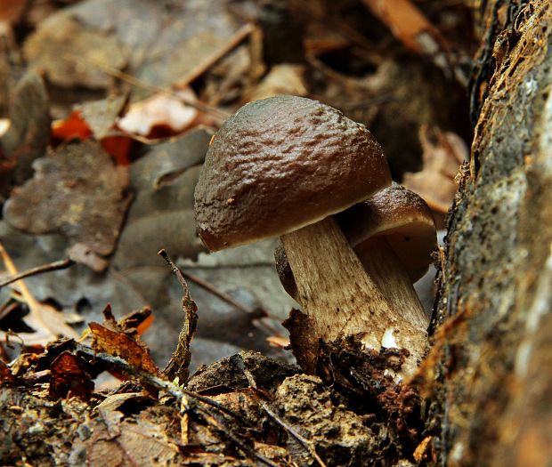 štítovka jelenia Pluteus cervinus (Schaeff.) P. Kumm.