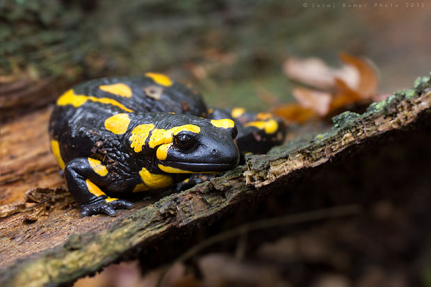 salamandra škvrnitá Salamandra salamandra