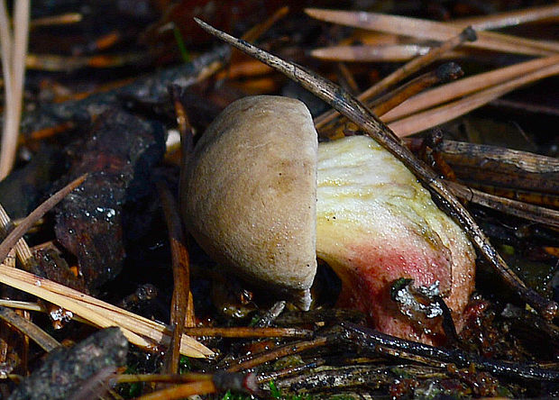 suchohríbnik zamatový  Xerocomellus pruinatus  (Fr. & Hök) Šutara