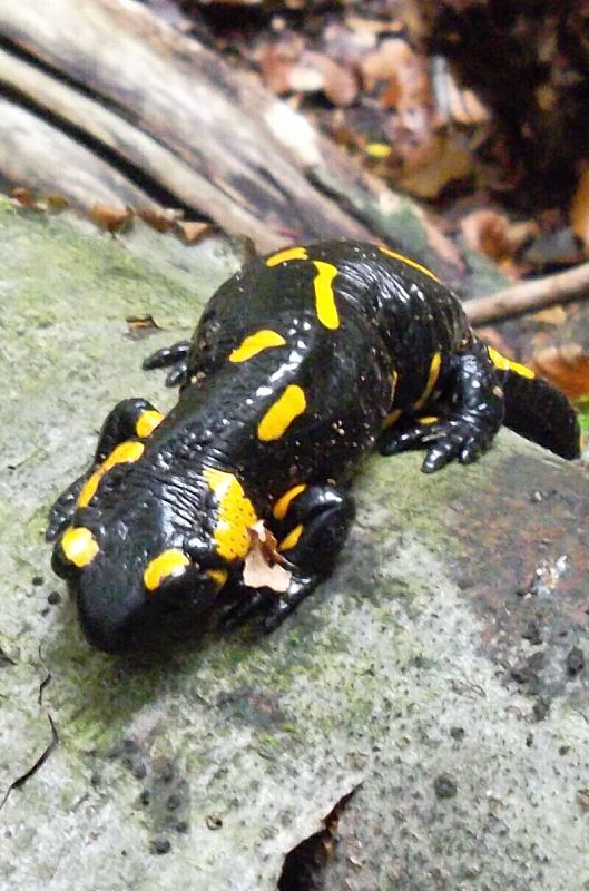 salamandra škvrnitá