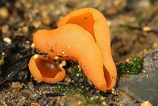 tanierovka oranžová Aleuria aurantia (Pers.) Fuckel