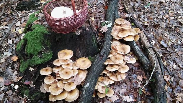 podpňovka obyčajná Armillaria mellea (Vahl) P. Kumm.