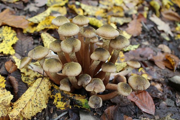 podpňovka Armillaria sp.