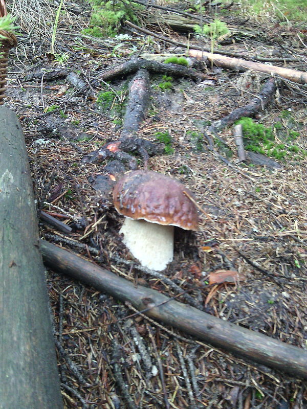 hríb smrekový Boletus edulis Bull.