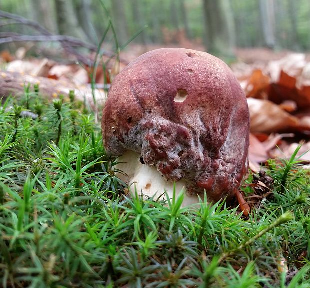 hríb sosnový Boletus pinophilus Pil. et Dermek in Pil.