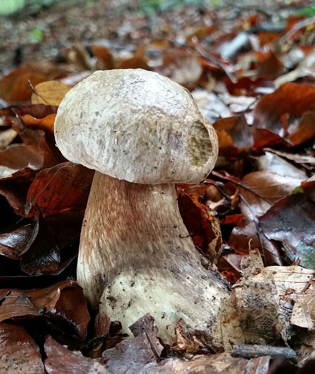 hríb Boletus sp.