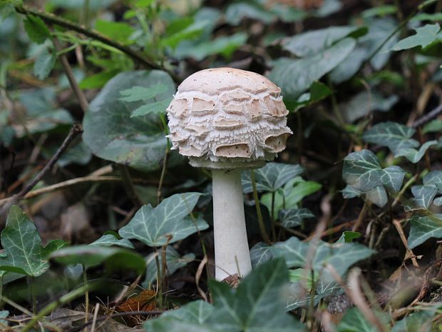 bedľa červenejúca Chlorophyllum rachodes (Vittad.) Vellinga