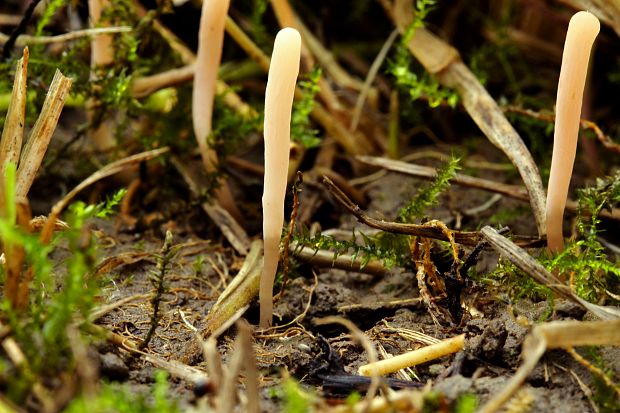 kyjačik Clavaria sp.