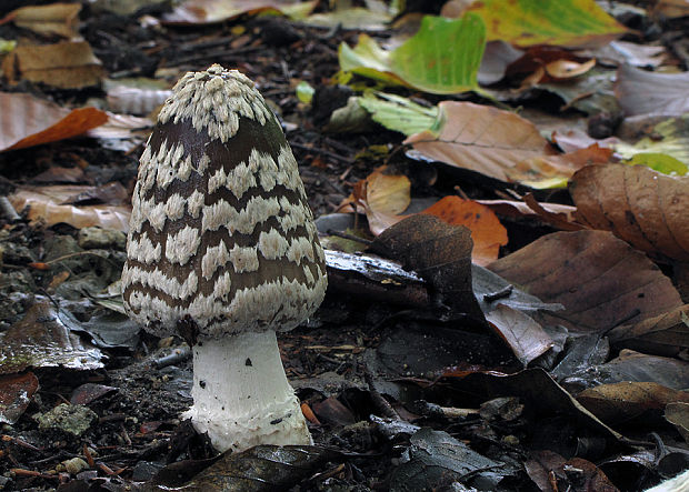 hnojník strakatý Coprinopsis picacea (Bull.) Redhead, Vilgalys & Moncalvo