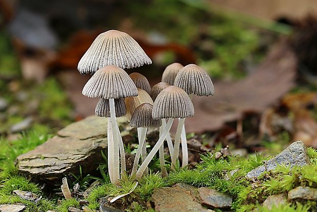 hnojník Coprinus sp.