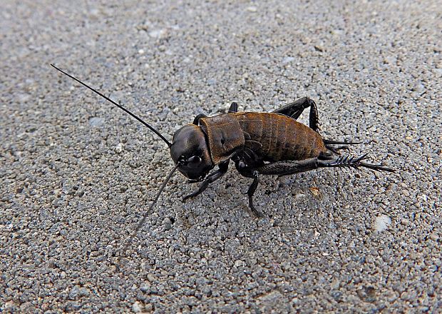 svrček poľný Gryllus campestris