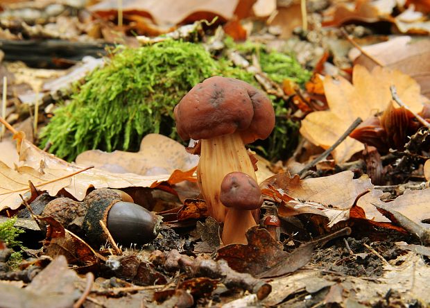 peniazovka vretenovitohlúbiková Gymnopus fusipes (Bull.) Gray