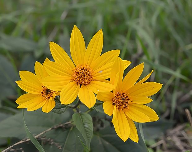 slnečnica hľuznatá Helianthus tuberosus L.