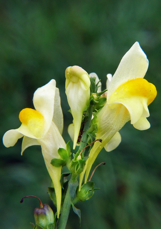 pyštek obyčajný Linaria vulgaris Mill.