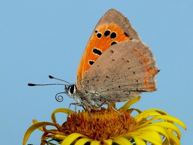 ohniváčik čiernokrídly (sk) / ohniváček černokřídlý (cz) Lycaena phlaeas Linnaeus, 1761