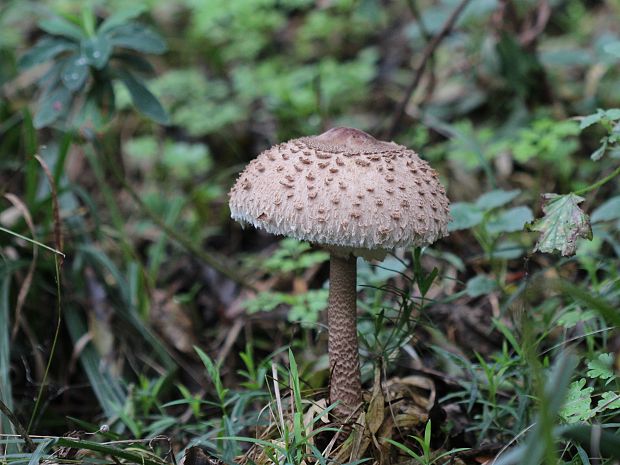 bedľa vysoká Macrolepiota procera (Scop.) Singer