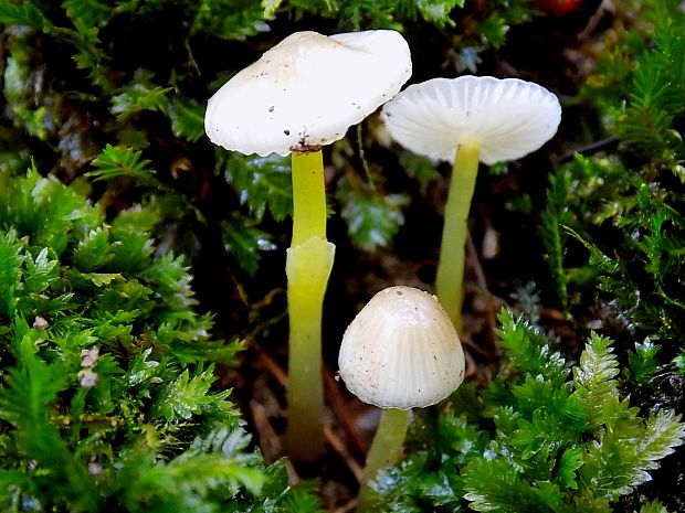 prilbička slizká Mycena epipterygia (Scop.) Gray