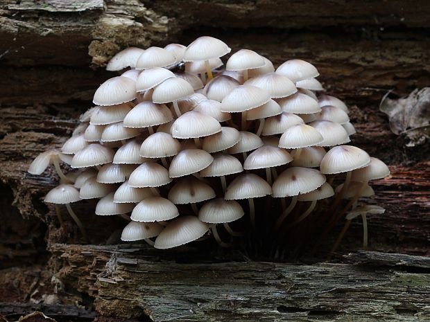 prilbička Mycena sp.