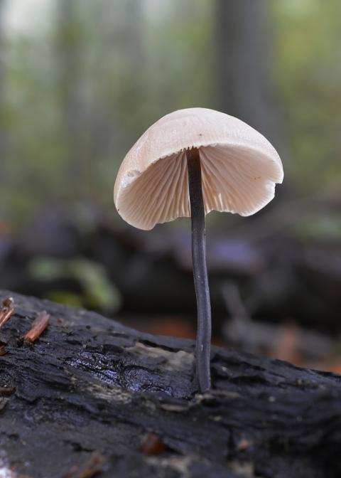 tanečnica cesnaková Mycetinis alliaceus (Jacq.) Earle ex A.W. Wilson & Desjardin