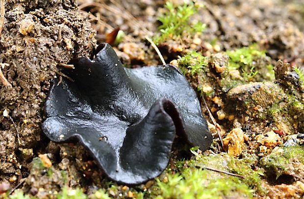 čiaška tmavomodrá Peziza saniosa Schrad.