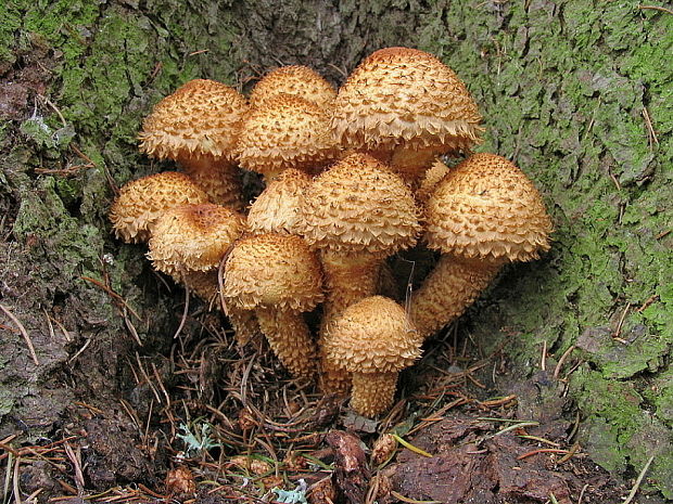 šupinovka šupinatá Pholiota squarrosa (Vahl) P. Kumm.