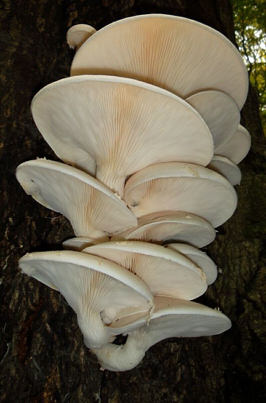 hliva dubová Pleurotus dryinus (Pers.) P. Kumm.