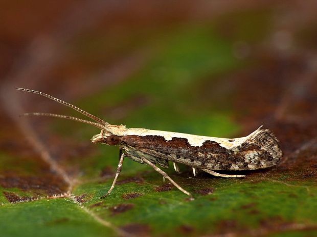 molička kapustová (sk) / zápředníček polní (cz) Plutella xylostella Linnaeus, 1758