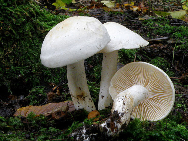 čírovka biela Tricholoma album (Schaeff.) P. Kumm.