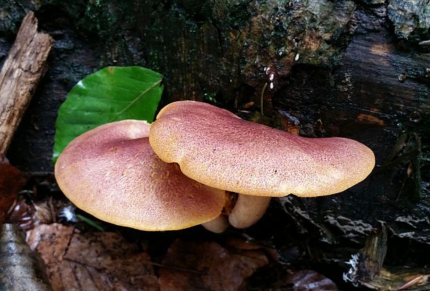 čírovec červenožltý Tricholomopsis rutilans (Schaeff.) Singer