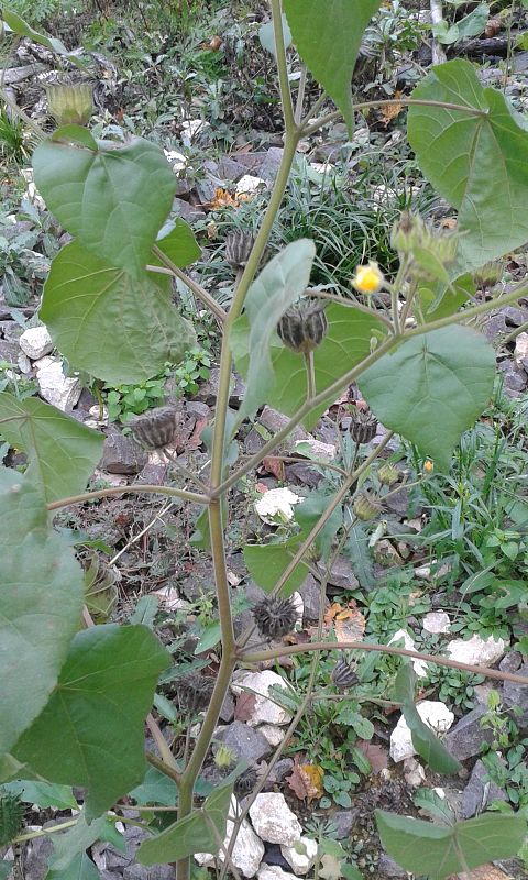 podslnečník theofrastov Abutilon theophrasti Medik.