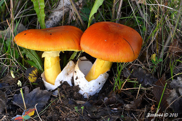 muchotrávka cisárska Amanita caesarea (Scop.) Pers.