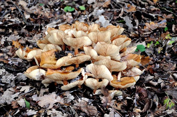 podpňovka bezprsteňová Armillaria socialis (DC.) Fayod