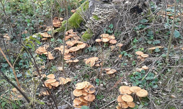 podpňovka Armillaria sp.