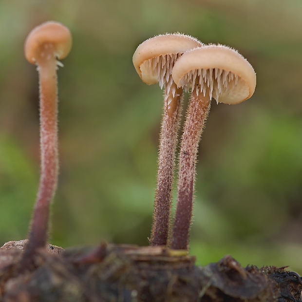 lopatovka obyčajná Auriscalpium vulgare Gray