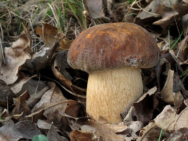 hríb bronzový Boletus aereus Bull. ex Fr.